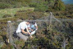 Voluntarios de Parques Nacionales colaboran en la reparación de cajones de exclusión para el estudio de las arandaneras