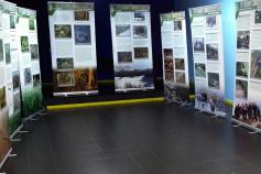 exposición del urogallo cantábrico en Navelgas, en Tineo (Asturias)