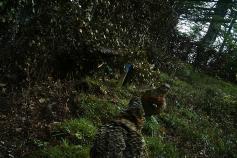Hembras de urogallo cantábrico en el parque de presuelta en el Parque Regional de Picos de Europa @Servicio Territorial de Medio Ambiente de León