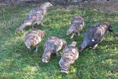 Juveniles de urogallo cantábrico nacidos en el centro de cría de Sobrescobio