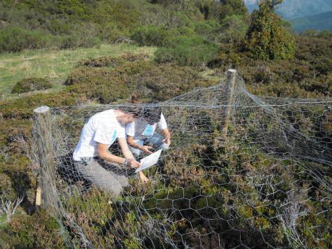Voluntarios de Parques Nacionales colaboran en la reparación de cajones de exclusión para el estudio de las arandaneras