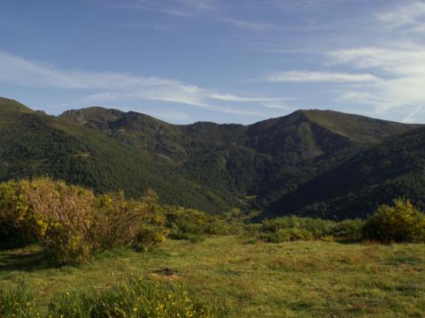 La Fundación Patrimonio Natural de Castilla y León licita trabajos de mejora de hábitat en el marco del LIFE+ Urogallo cantábrico
