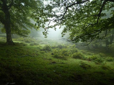 El LIFE+ Urogallo en Cantabria