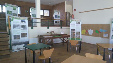 Exposición del urogallo cantábrico en el Parque Natural de Redes (Asturias)