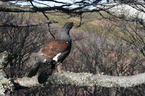 Urogallo cantábrico